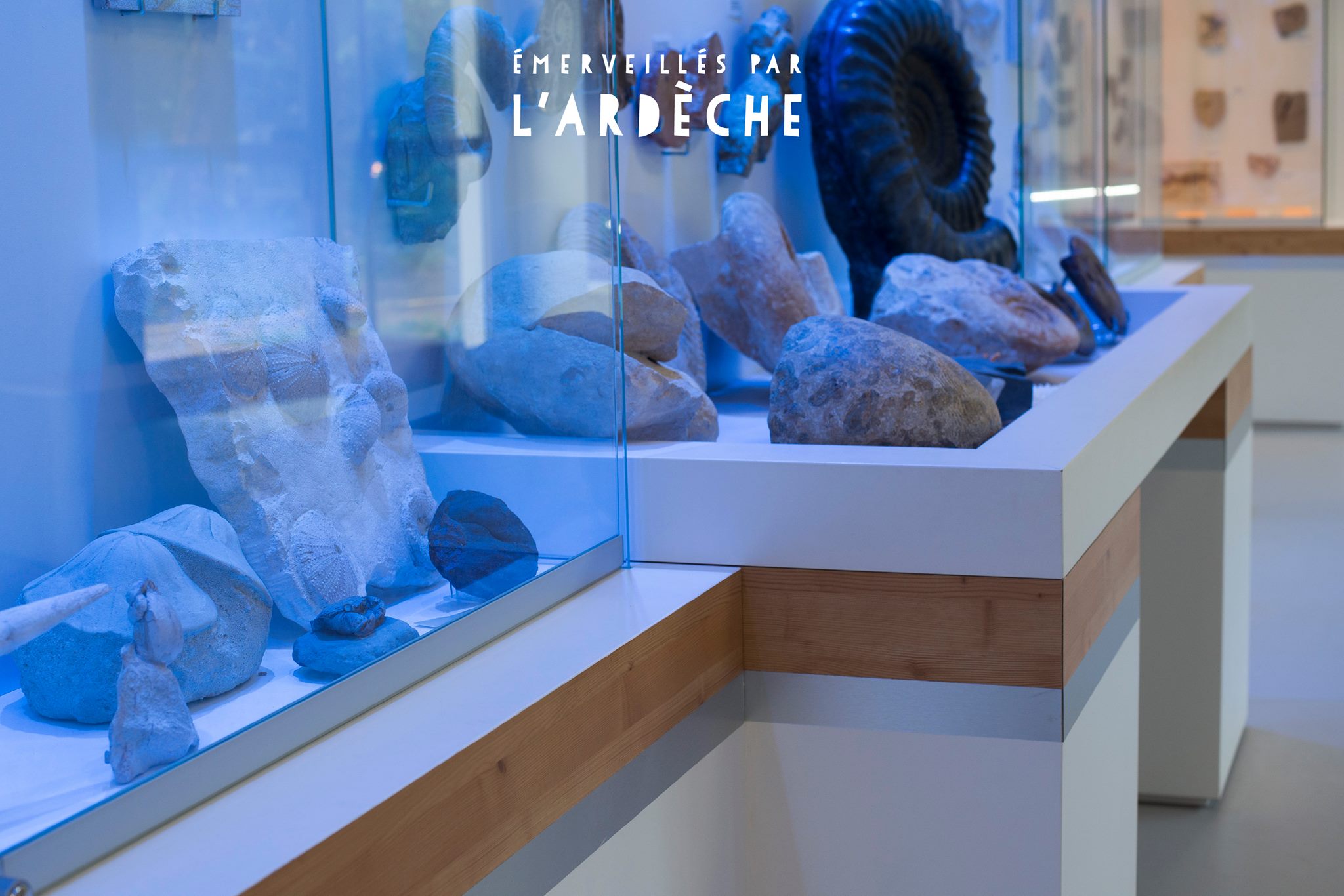 Muséum De L'ardèche Fossiles Et Dinosaures Musée Et Activités