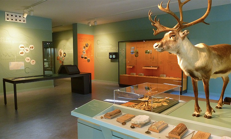 Muséum De L'ardèche Fossiles Et Dinosaures Musée Et Activités