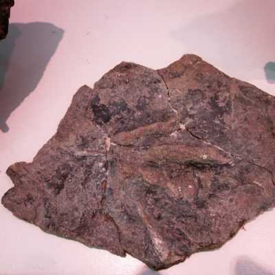 coelurosaurichnus grancieri 12