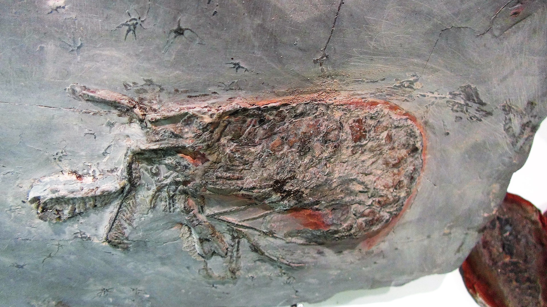 Muséum De L'ardèche Fossiles Et Dinosaures Musée Et Activités