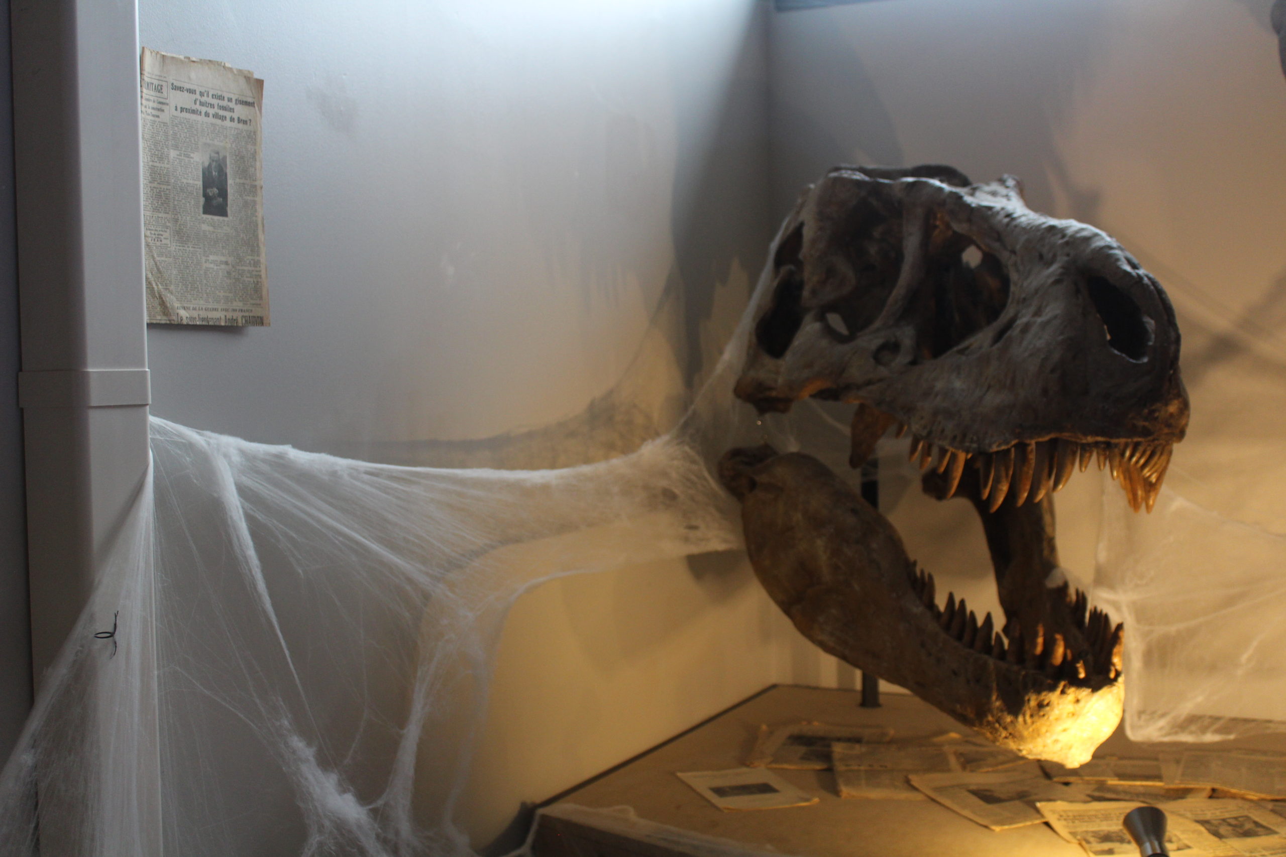Muséum De L'ardèche Fossiles Et Dinosaures Musée Et Activités