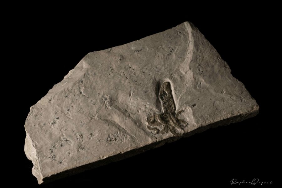 RJD_Museum-de-l-Ardeche-43-scaled